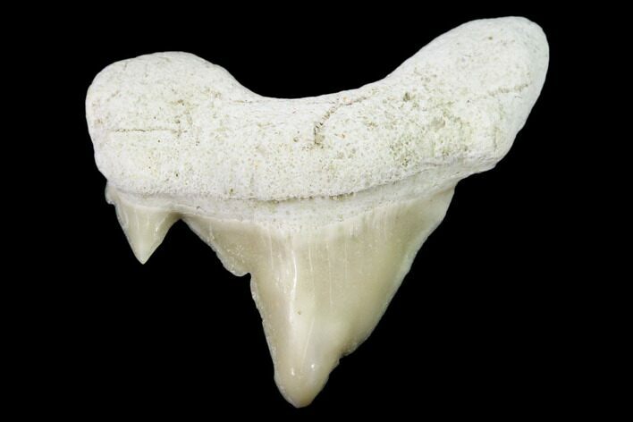 Pathological Shark (Otodus) Tooth - Morocco #108264